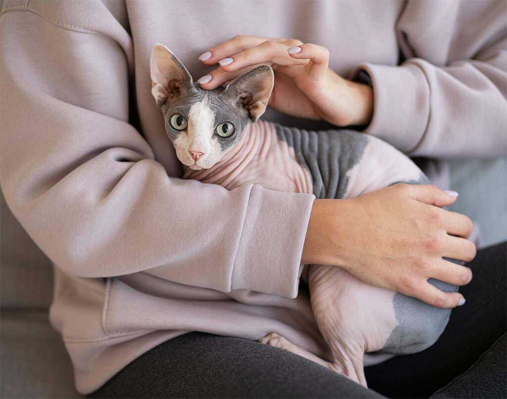 Default Kitten Image