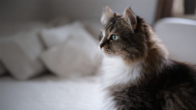 Sophie
