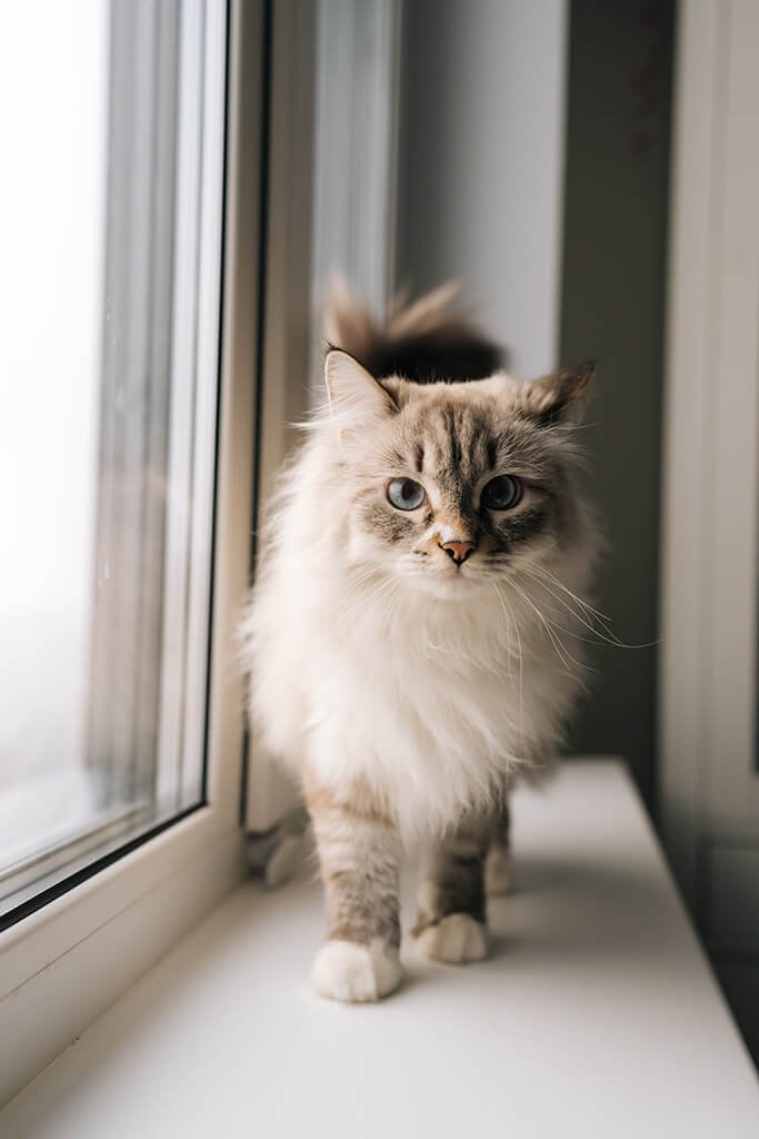royal-siberian-cat-standing-posing-white-windowsill-inside-home-beautiful-long-haired-siberian-domestic-feline-with-tabby-point-coloration-striking-blue-eyes-looking-camera-portrait