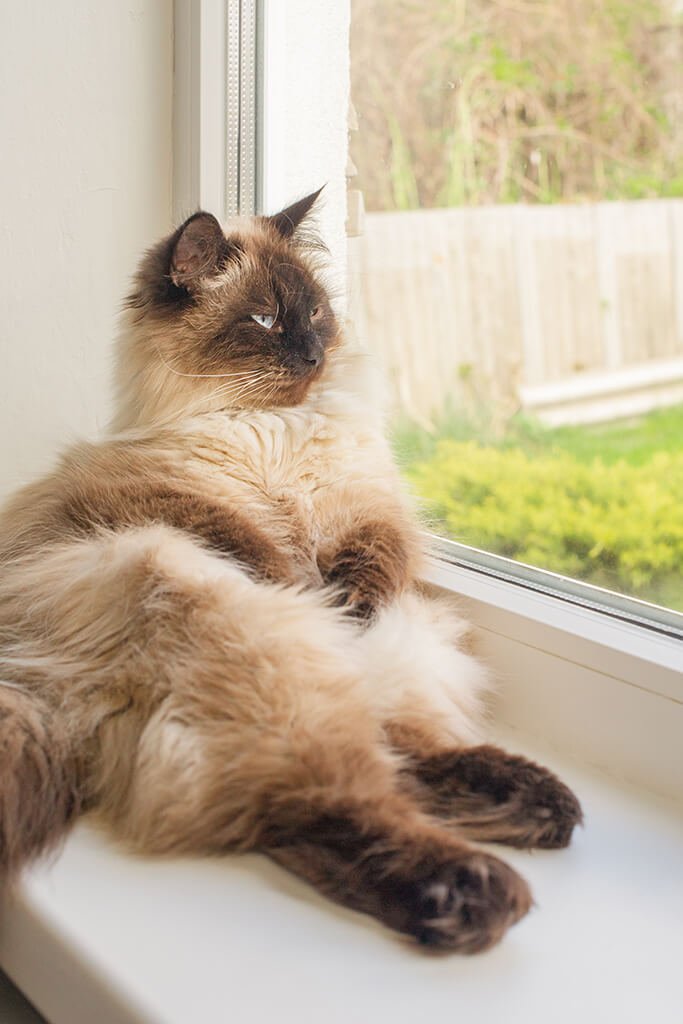 royal-siberian-neva-masquerade-cat-sits-windowsill-looks-out-window